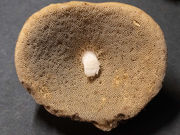 Mushrooms - wix (2 of 10).jpg