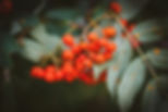 berries.jpg