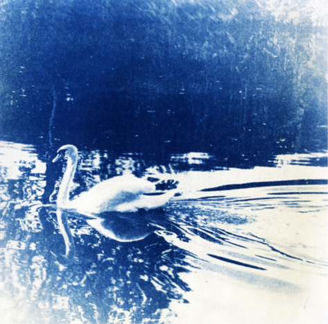 swan photoshop