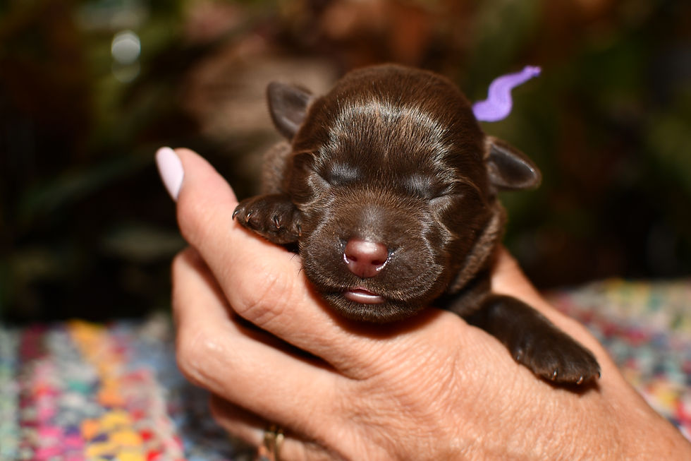 Chocolate female