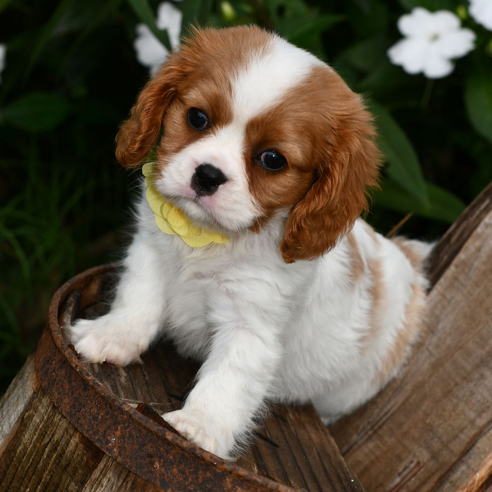 cavalier blenheim female 1