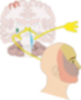 Rastan-Phase2-Figure1 (CC).jpg