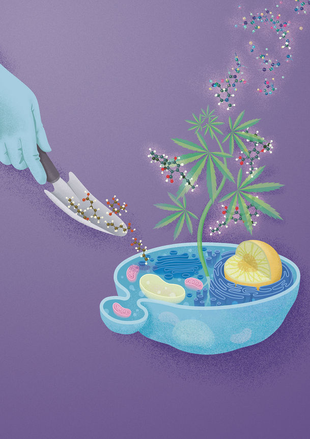 Cannabinoid-Making Yeast Cells