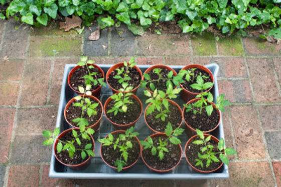 TomatenPflanzen zu verkaufen