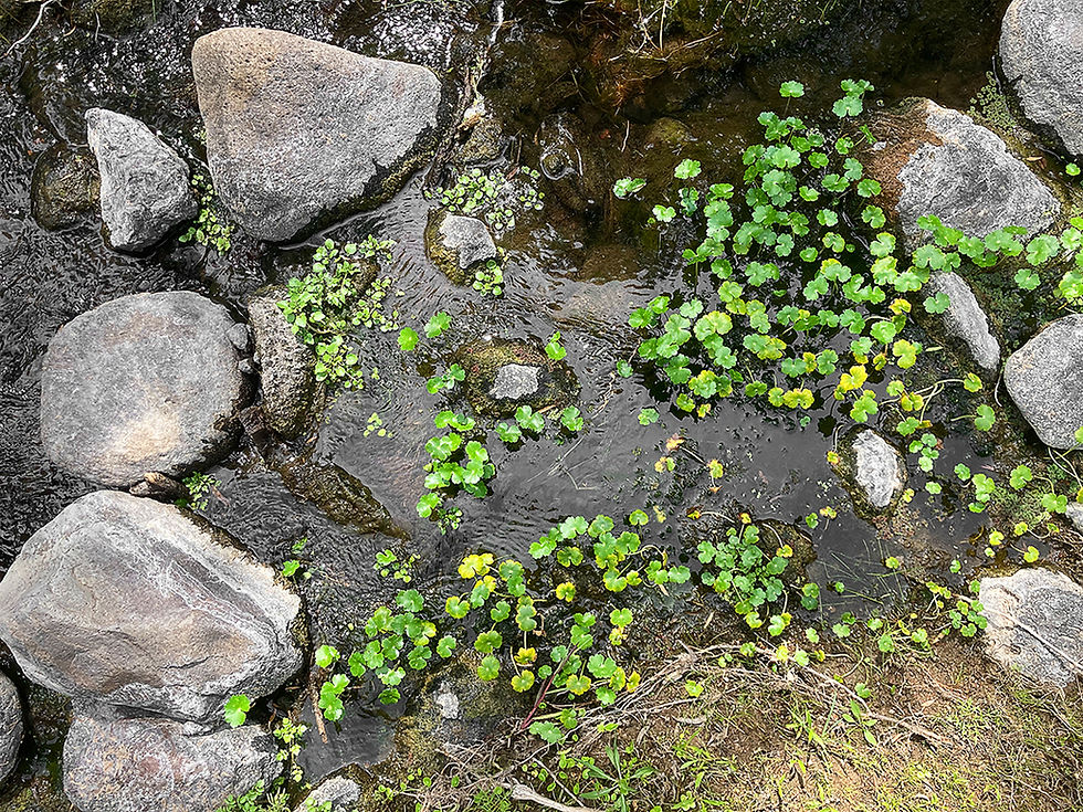 Idyllic stream running through Jofre with rock crossing