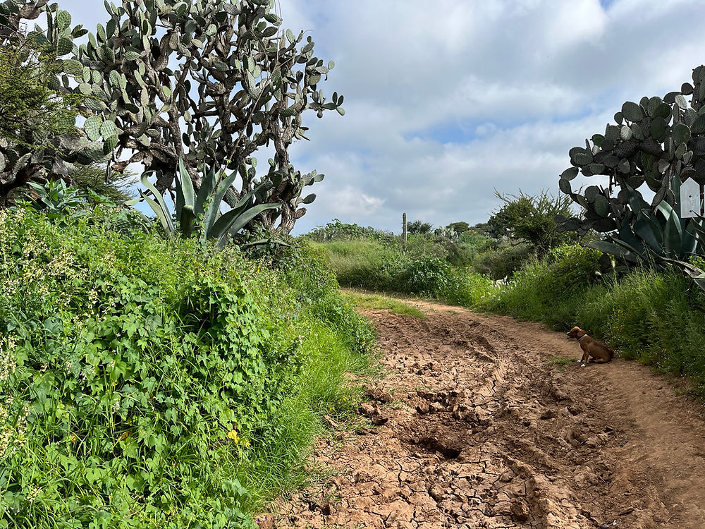 Dirt pathway and favorite walk for dogs and horses. Blue sky with clouds.