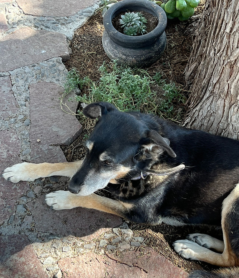 A black and tan dog lies on stone tiles next to a tree, near a black pot with a succulent. Sunlight creates a calm atmosphere.