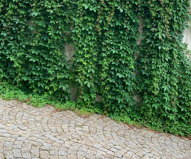 zahradní architekt Praha; landscape design; design; divoká zahrada; džungloidní zahrada; krajinářský architekt; Pěčín