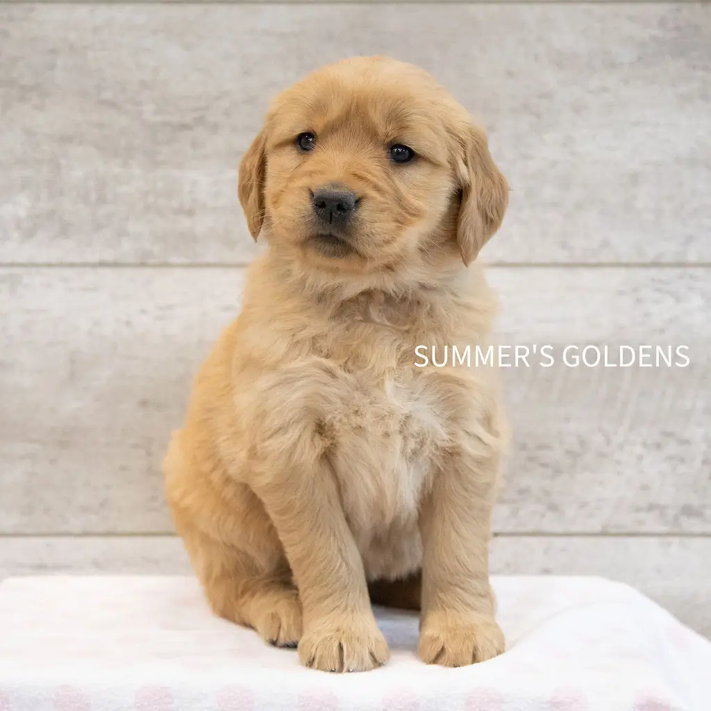Cheapest golden retriever cheap puppies for sale