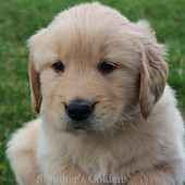 Summer's Goldens Golden Retriever Puppies for Sale