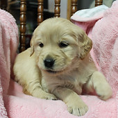 Summer's Goldens Golden Retriever Puppies for Sale