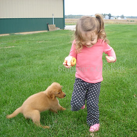 Golden Retriever Puppy for Sale