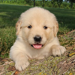 Golden retriever puppies for sale