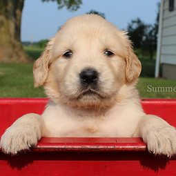 Chloe-4 weeks_new.jpg