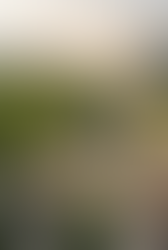 From Green to Greenery: A Living Colour in Architecture, Interiors, and Landscape Design