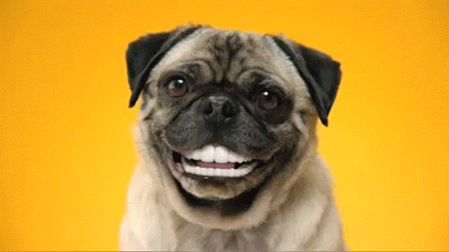 giphy (2)
