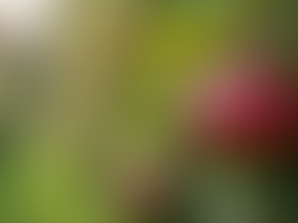 Exploring Fall Fun: The Rise of Apple Picking Pumpkin Patches and Corn Mazes