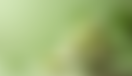 The Rising Popularity of Pandan: Exploring Top Trends and Recipes