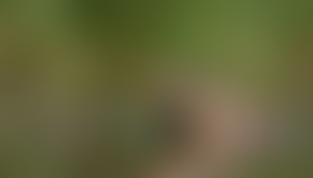 The Enigmatic Harmonies of North American Singing Frogs Unveiled