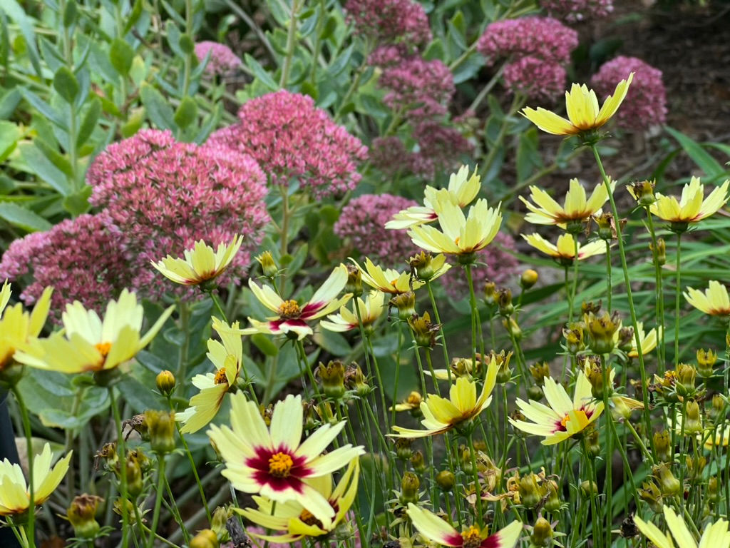 Native yellow Coreopsis (Tickseed) with non-native Sedum 'Autumn Joy'