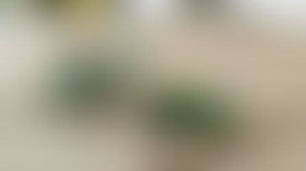 Transition To A New Sunday Rhythm