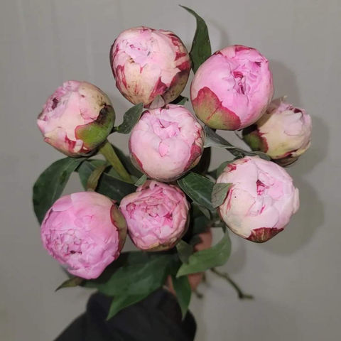 PEONIES SARAH BERNHARDT.jpg
