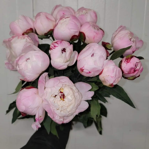 PEONIES GARDENIA.jpg