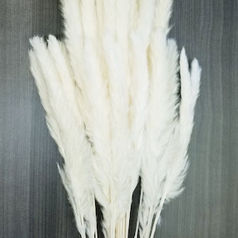 PAMPAS WHITE SMALL.jpg