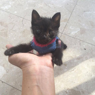 TINY KITTEN SWEATERS