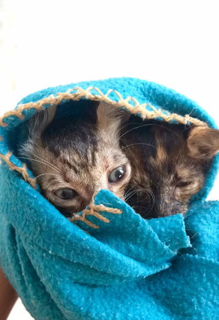WHY WE NEED TO HUG KITTENS (I'M SERIOUS)