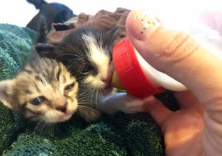 BASIC NEONATAL KITTEN CARE, STEP BY STEP