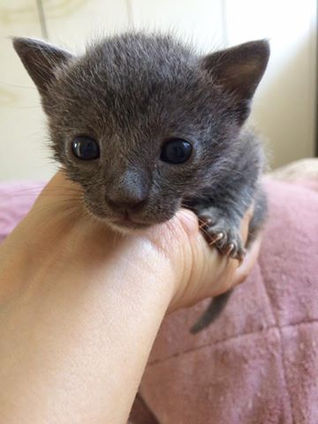 MEDICATING NURSING KITTENS