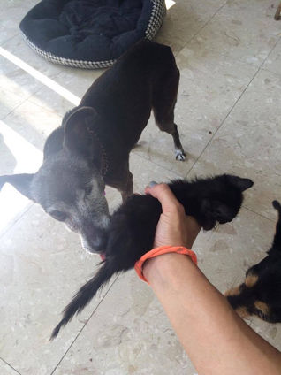 DOGS (and cats) CAN HELP, TOO!