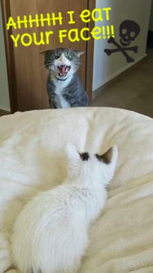 INTRODUCING A NEW KITTEN TO YOUR BIG CAT