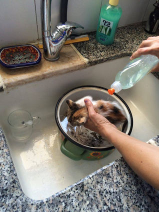 HOW TO BATHE A KITTEN/PUPPY