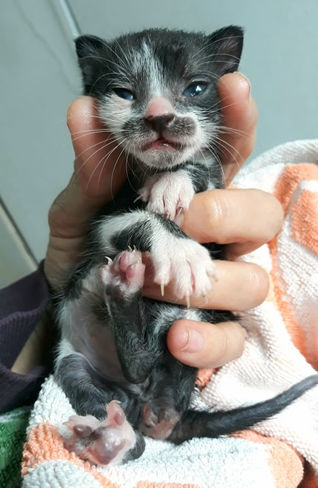 HOW TO GET GLUE OFF OF KITTENS ie: STICKY MOUSE TRAPS ARE EVIL!