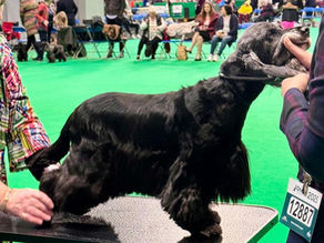 Crufts 2025: emozioni, orgoglio e… tante risate dietro le quinte ✈️🐾