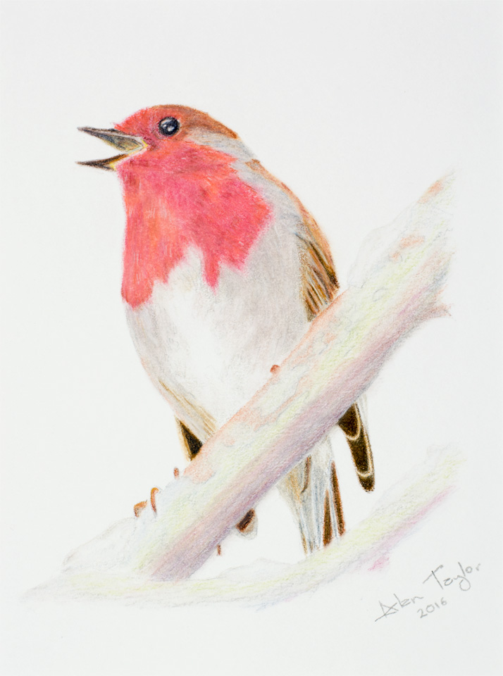 Robin colour pencil drawing by Alan Taylor Art