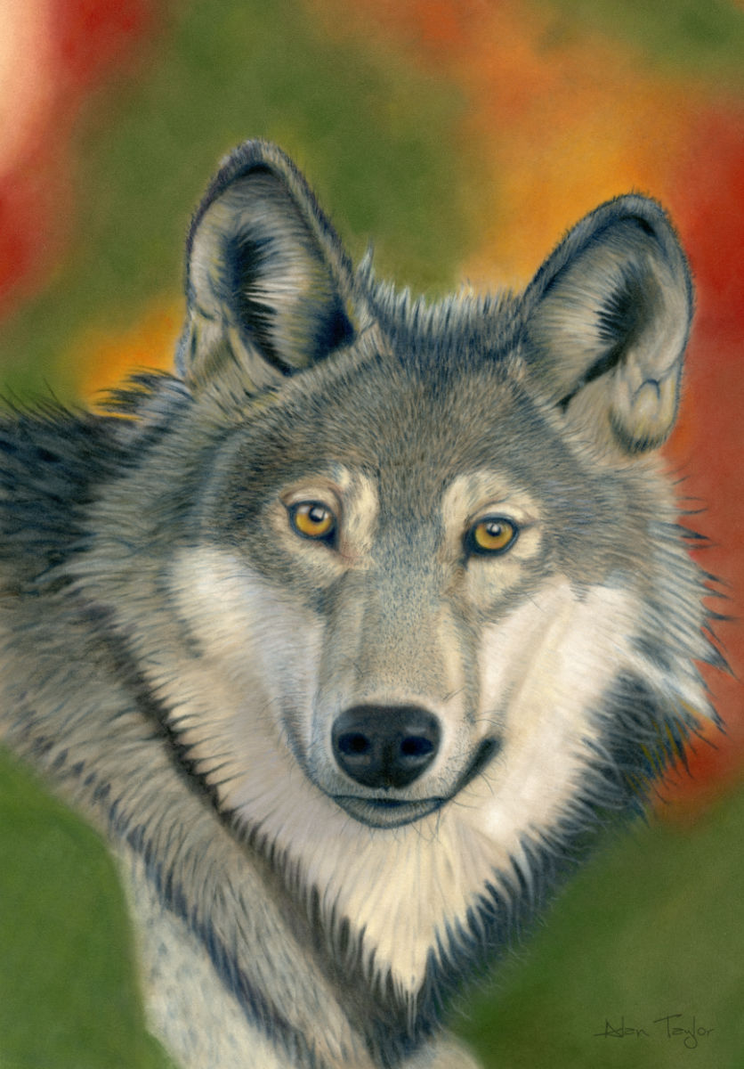 "Canis Lupus" - Grey Wolf pastel painting by Alan Taylor Art