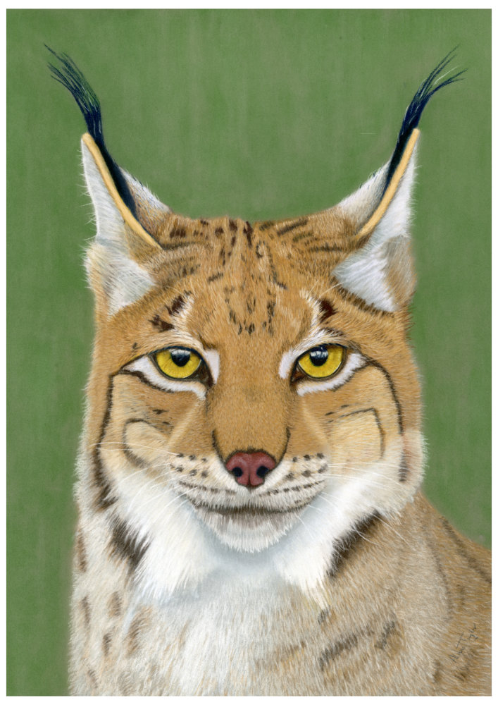 "Keeper of Secrets" - Eurasian Lynx pastel painting by Alan Taylor Art
