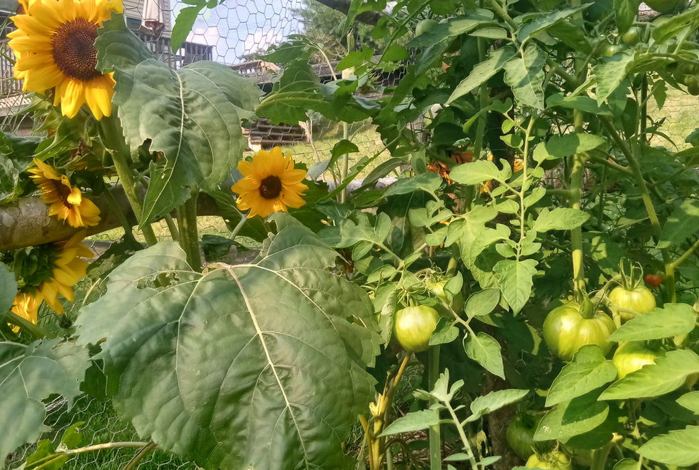 Vegetable garden planted at Lilies Nursery LLC, 06379