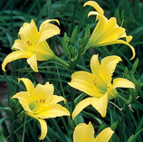 Best, top-rated Landscaping and Master Gardening Company serving: Middlesex County CT, New London County CT, South County RI, and Newport County RI