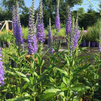 Landscaping & Gardening in Stonington, CT 06379 and Westerly, RI 02891