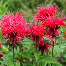 Top rated, best, Gardening, Service-Only Area: ,06379 ,06378 ,06355 ,02835 ,06442 ,06417 ,06371 ,06426 ,06475 ,02891 ,02879 