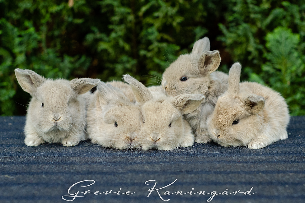 Hopphästkullen