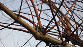 Pinnar