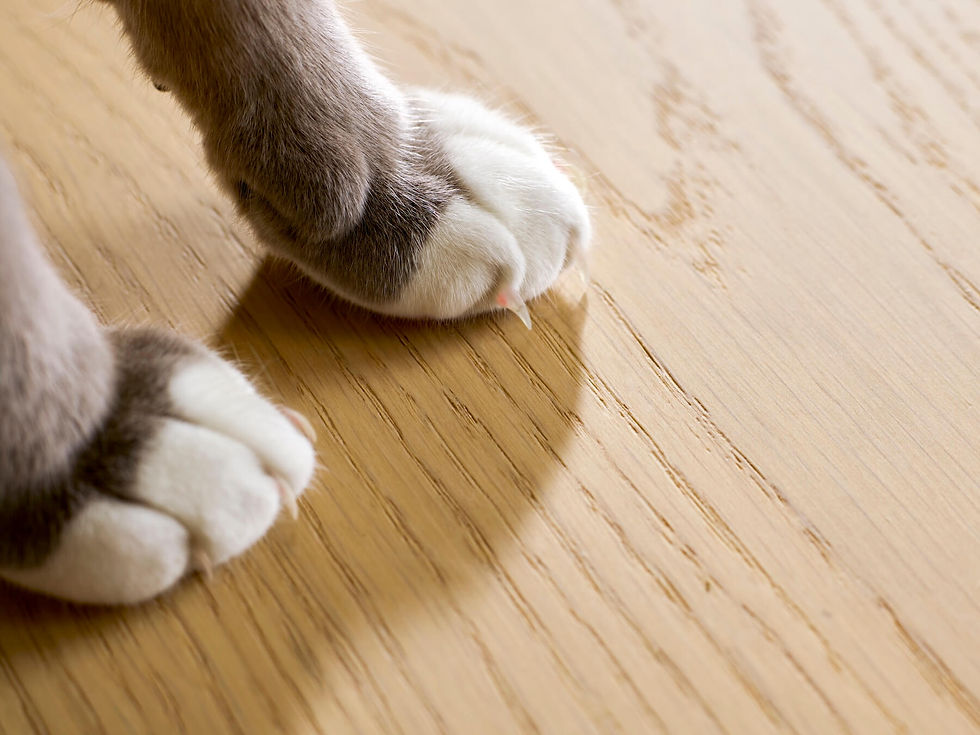 A cat with claws walking on Maison Plank hardwood without scratching.