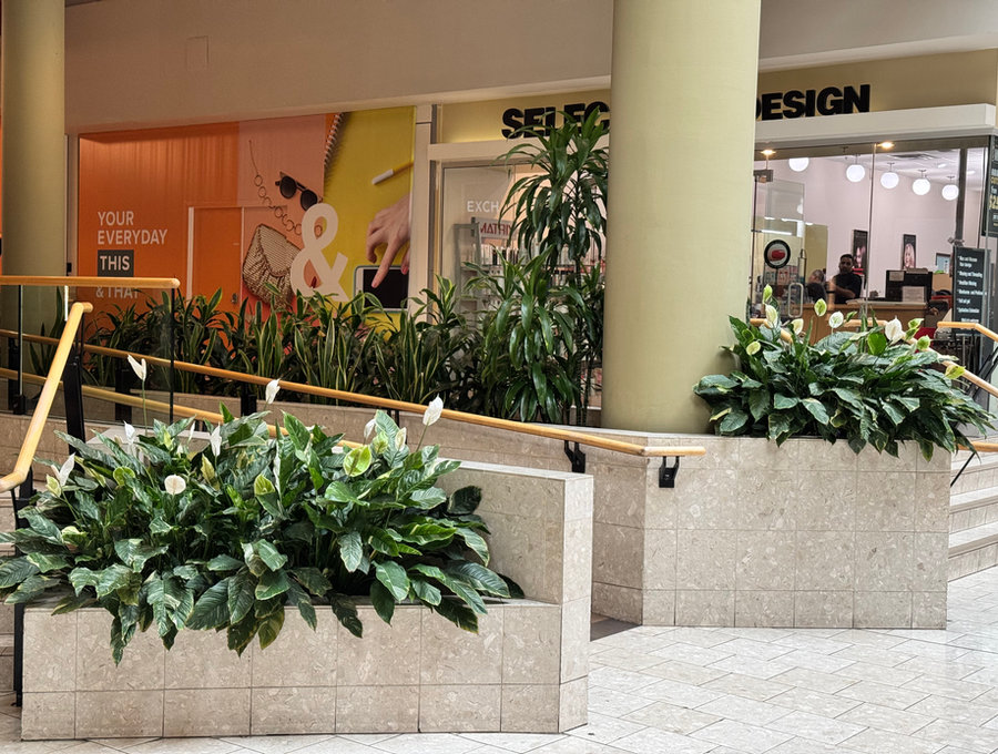 Interior planters and greenery in a commercial lobby