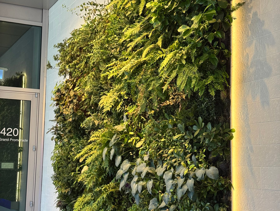 Exterior living green wall on a commercial building