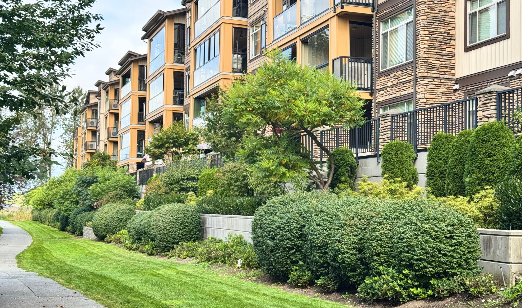 Maintained walkway, hedging and lawn beside a multi building residential complex